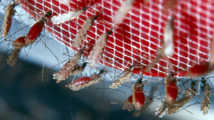 Anopheles gambiae(link is external). Photo credit: Johns Hopkins Malaria Research Institute, WikiCommons 2006, CC-BY2.5.